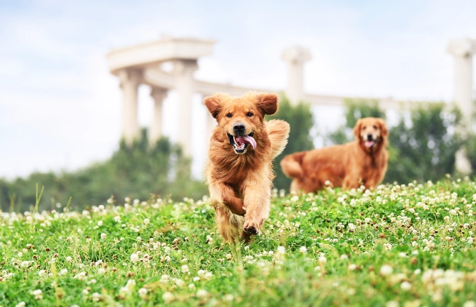 狗狗氣管塌陷症狀