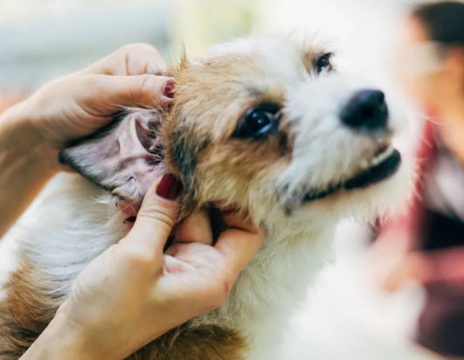 老年狗健康問題 老年狗健康問題