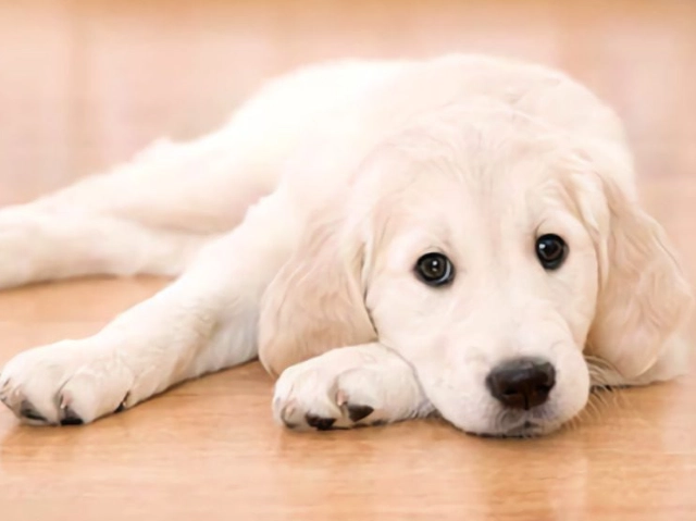 狗狗品種介紹 狗狗品種介紹