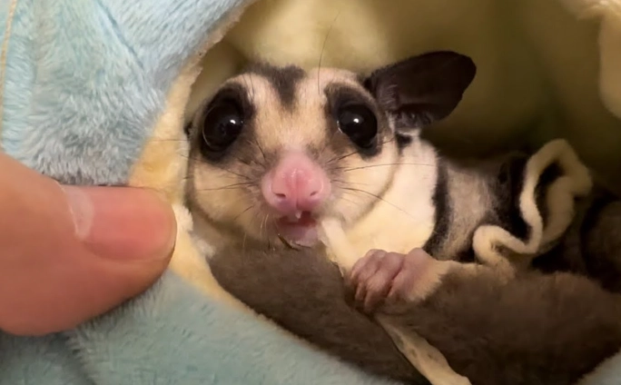蜜袋鼯寵物