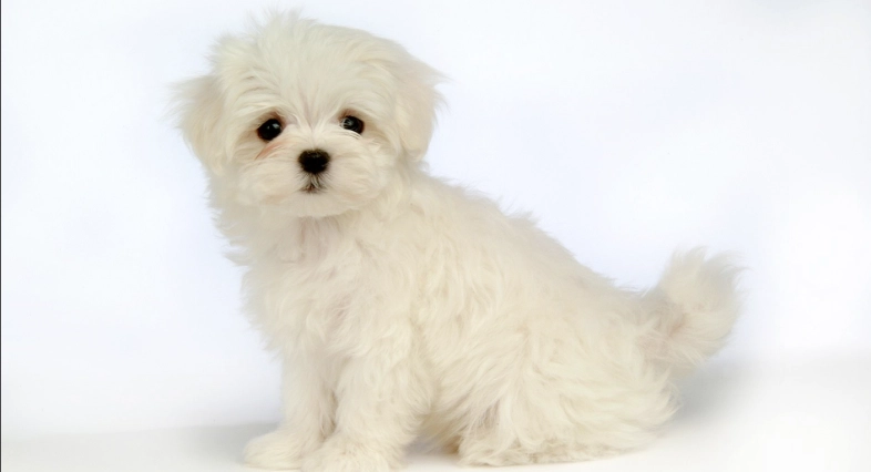 狗吐綠色泡沫處理