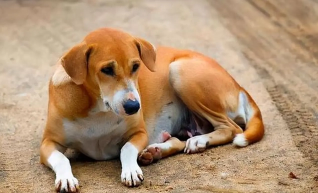 狗咬傷處理步驟 狗咬傷處理步驟