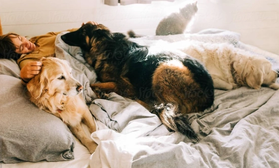 寵物與主人同睡 寵物與主人同睡