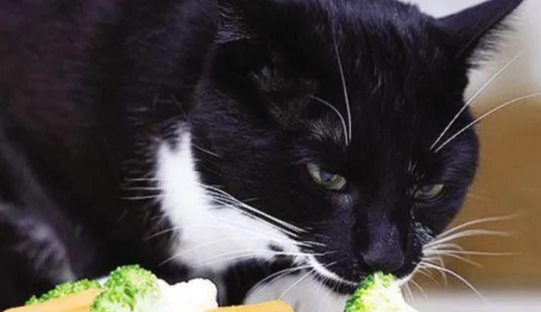 貓吃玉米筍安全嗎