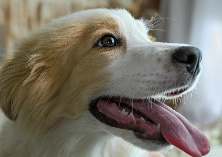 狗狗耳朵清潔注意事項