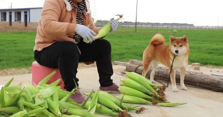 玉米梗對狗有害