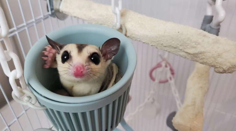 蜜袋鼯飲食禁忌