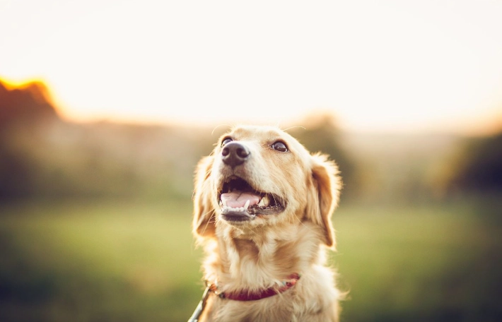 氣管塌陷手術價格