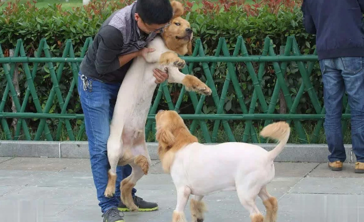 狗狗呕吐没精神 狗狗呕吐没精神