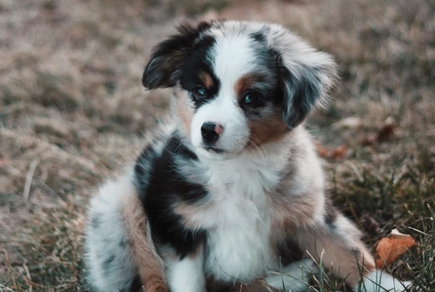 幼犬健康食品 幼犬健康食品