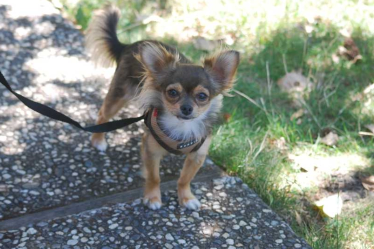 狗狗氣管塌陷症狀 狗狗氣管塌陷症狀