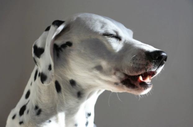 寵物按摩手法 寵物按摩手法