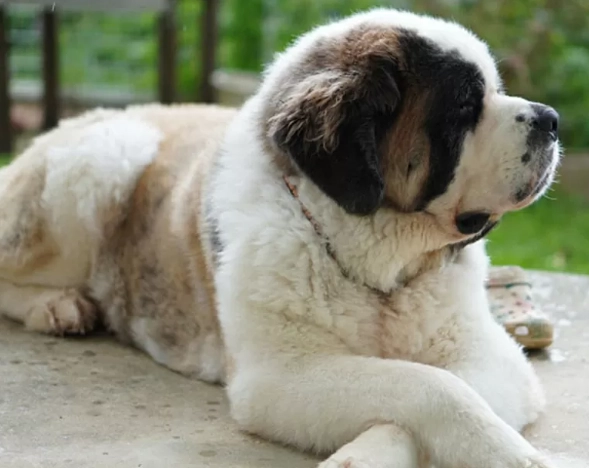 大型犬健康問題