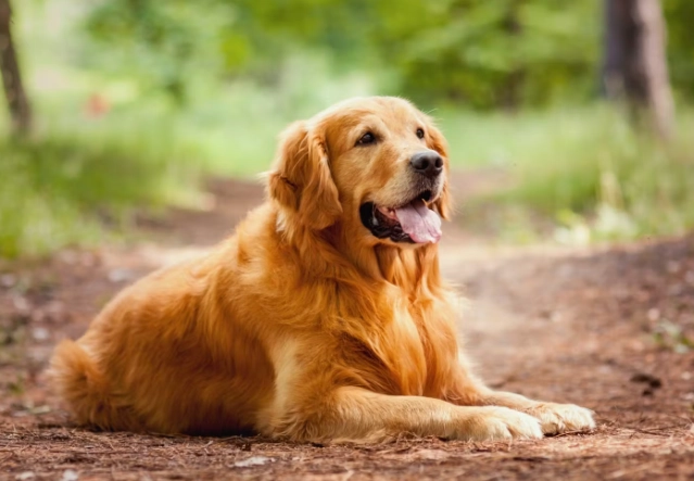 大型犬健康照顧