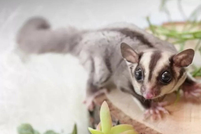 寵物蜜袋鼯餵食