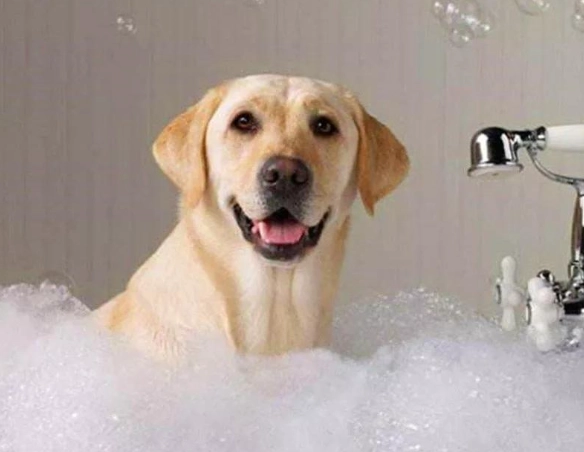 漂白水對狗狗的危害