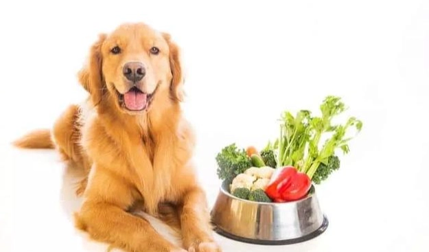 狗狗蔬菜飲食 狗狗蔬菜飲食