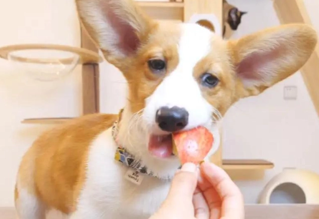 狗狗營養需求 狗狗營養需求