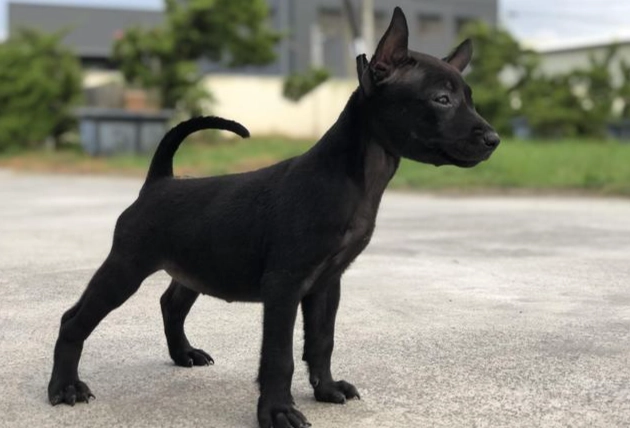 台灣土狗壽命延長