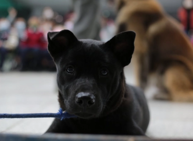 台灣土狗健康照顧