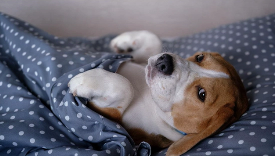 狗狗睡眠習慣 狗狗睡眠習慣