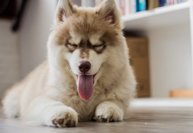 氣管塌陷狗狗壽命