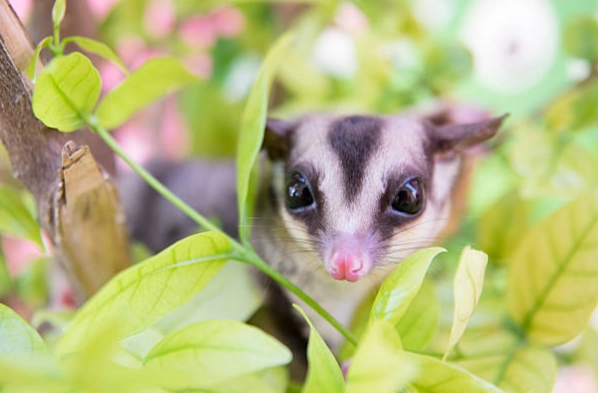 蜜袋鼯蔬菜處理方法 蜜袋鼯蔬菜處理方法