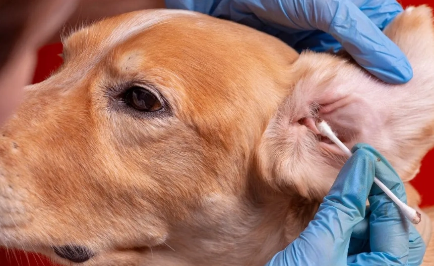 狗狗呼吸急促 狗狗呼吸急促