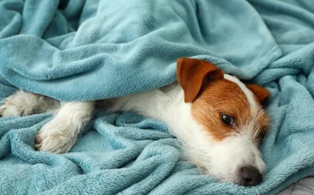 預防狗狗中毒 預防狗狗中毒