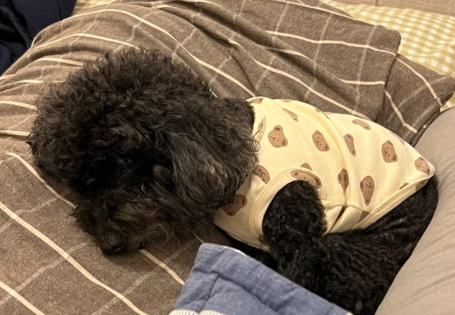 狗狗睡姿健康 狗狗睡姿健康