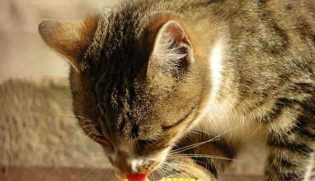 玉米筍對貓有害嗎