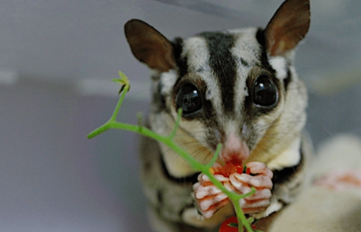 蜜袋鼯有毒食物