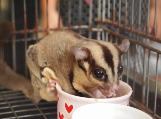 蜜袋鼯飲食注意事項 蜜袋鼯飲食注意事項