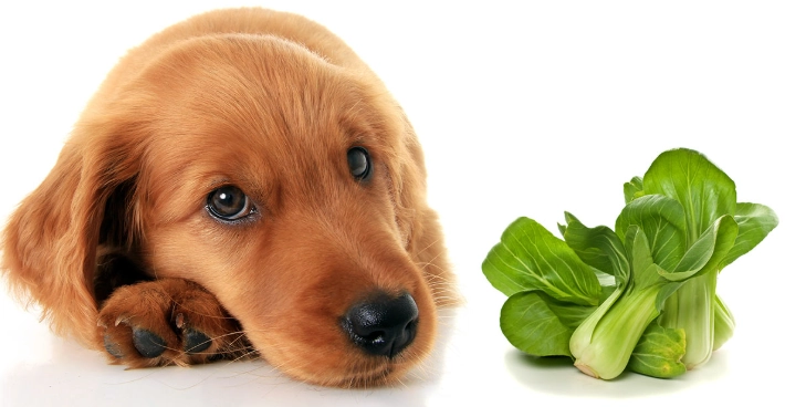 小白菜對狗狗的好處 小白菜對狗狗的好處