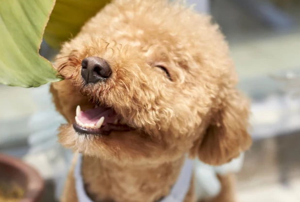 狗巧克力中毒處理