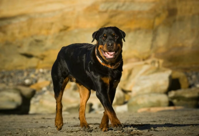 大型犬品種介紹