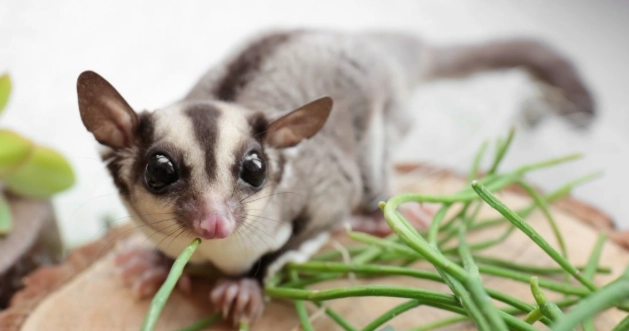 蜜袋鼯飲食注意事項 蜜袋鼯飲食注意事項