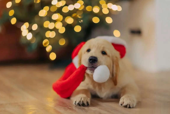 狗狗吐完沒精神處理 狗狗吐完沒精神處理