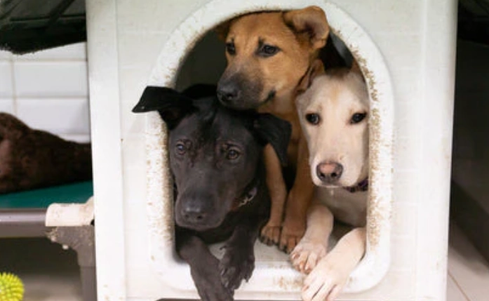 核桃對狗的毒性