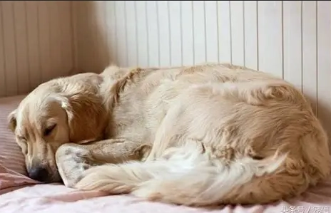 寵物食慾促進劑 寵物食慾促進劑