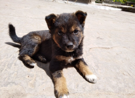 狗庫欣氏症診斷