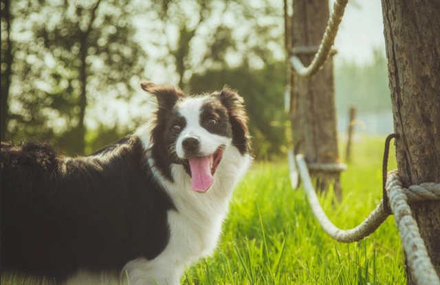 狗吃龜苓膏安全嗎？獸醫解析風險與完整指南