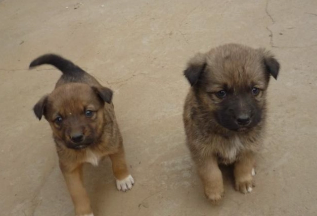 對狗狗氣管好的食物