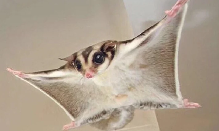 蜜袋鼯可以吃龍眼嗎