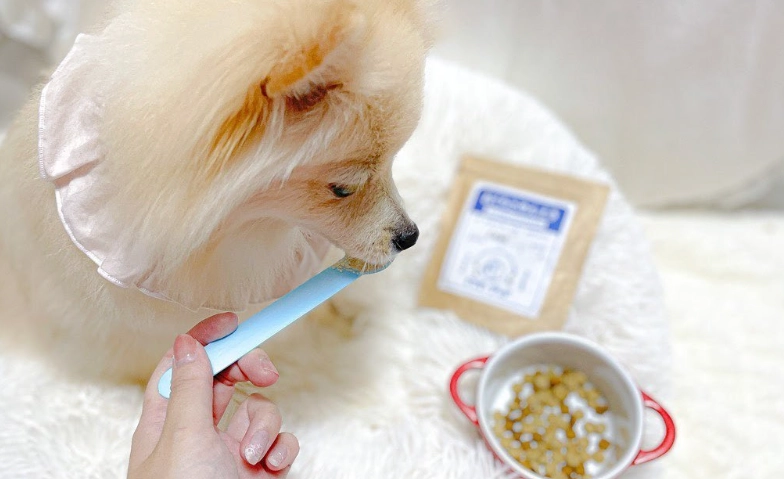 狗狗血尿血塊怎麼辦？獸醫解析原因、症狀與治療全指南