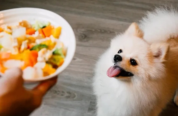 狗狗紅蘿蔔料理