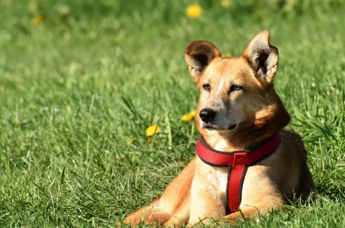 狗火龍果命案真相揭秘：狗狗誤食火龍果的致命風險與預防全指南