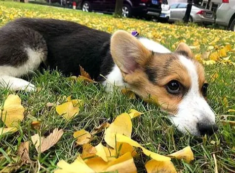 養什麼狗最省錢