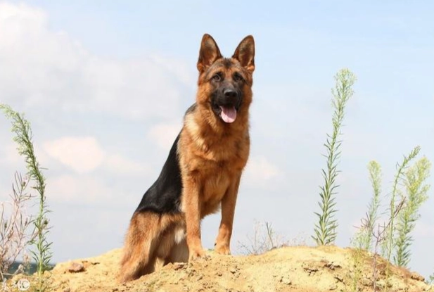 德國狼犬好養嗎