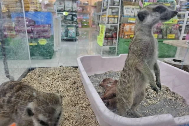 指定公共禁止飼養輸入動物種類